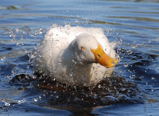 Photo of a white duck shaking off water