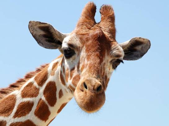 Picture of a giraffe's head